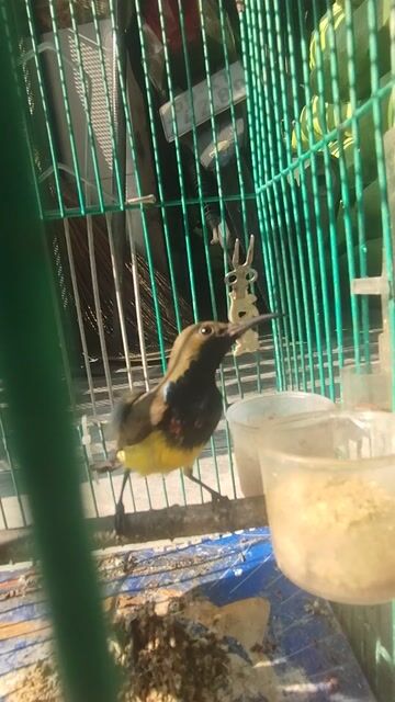 Chim hút mật Hóc môn. Mua bán Chim tại Huyện Hóc Môn Tp Hồ Chí Minh được đăng bởi khang hình 1