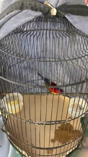 Chim hút mật Đà Lạt. Mua bán Chim tại Thành phố Biên Hòa Đồng Nai được đăng bởi Hậu Thanh hình 1