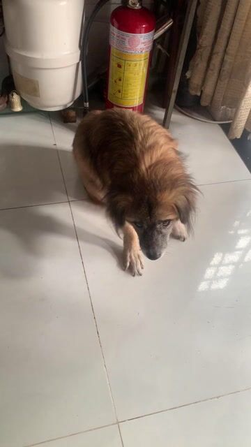 cần tim nha moi cho 2 bé. Mua bán Chó tại Quận 12 Tp Hồ Chí Minh được đăng bởi Thuy Nguyen hình 1