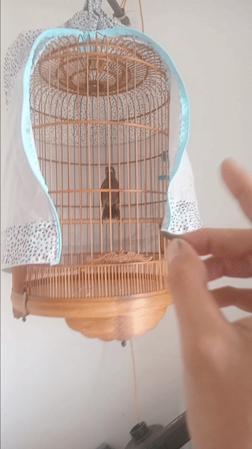 Chim Chích chòe đất non KTL. Mua bán Chim tại Huyện Bình Chánh Tp Hồ Chí Minh được đăng bởi Chiến hình 1