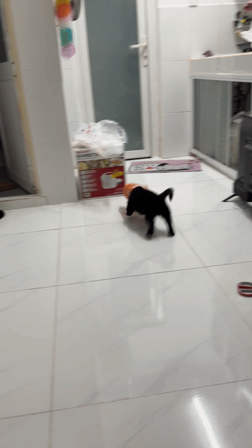 Chó Chihuahua lai con Đen Nâu đã tiêm. Mua bán Chó tại Huyện Nhà Bè Tp Hồ Chí Minh được đăng bởi Thanh hình 1