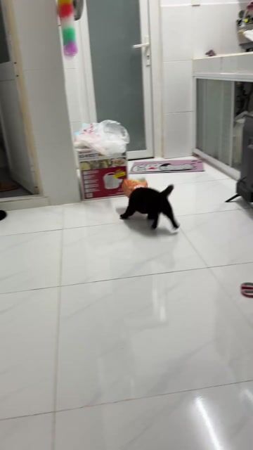 Chó Chihuahua lai con Đen Nâu đã tiêm. Mua bán Chó tại Huyện Nhà Bè Tp Hồ Chí Minh được đăng bởi Thanh hình 1