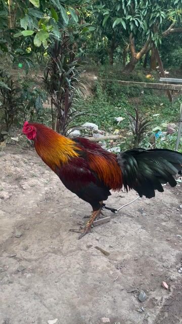 Que 3000gram. Mua bán Gà tại Thành phố Cao Lãnh Đồng Tháp được đăng bởi Gà Đá Miền Tây hình 1