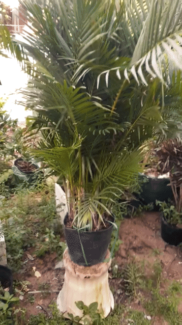 Cây cảnh Xanh 1.6m. Mua bán Cây cảnh, đồ trang trí tại Huyện Nhà Bè Tp Hồ Chí Minh được đăng bởi Mai Thủy  hình 1