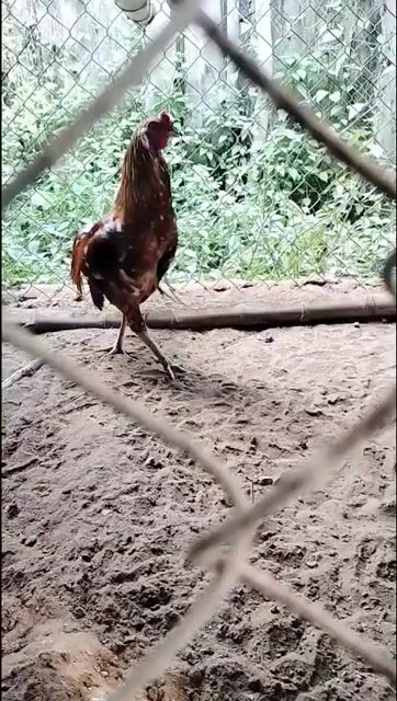 Gà chọi Điều bông 2.6kg 11 tháng. Mua bán Gà tại Huyện Mỹ Xuyên Sóc Trăng được đăng bởi Châu Minh Nhựt  hình 1