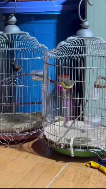 Chim cảnh Trống Mái hót hay. Mua bán Chim tại Quận 7 Tp Hồ Chí Minh được đăng bởi Tuấn anh Nguyễn trung hình 1