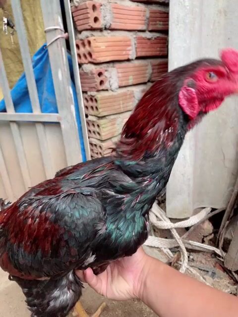 Gà chọi 3kg+ Dòng vao kiền đốc cổ. Mua bán Gà tại Thành phố Quảng Ngãi Quảng Ngãi được đăng bởi Hưng Gà Đòn Quảng Ngãi hình 1