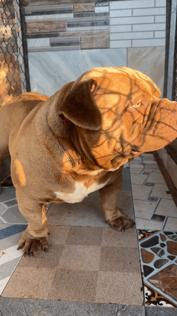 Chó bully Nâu vàng. Mua bán Chó tại Huyện Xuyên Mộc Bà Rịa - Vũng Tàu được đăng bởi duong quoc bang hình 1