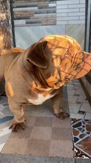Chó bully Nâu vàng. Mua bán Chó tại Huyện Xuyên Mộc Bà Rịa - Vũng Tàu được đăng bởi duong quoc bang hình 1