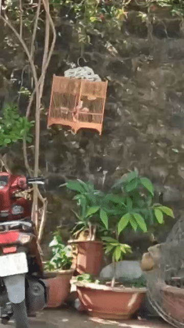 Chim Chào Mào bổi 8 tháng. Mua bán Chim tại Thành phố Buôn Ma Thuột Đắk Lắk được đăng bởi Lê Thanh Ngọc hình 1