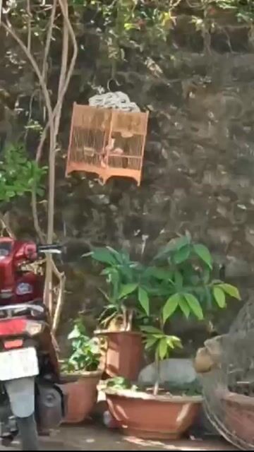 Chim Chào Mào bổi 8 tháng. Mua bán Chim tại Thành phố Buôn Ma Thuột Đắk Lắk được đăng bởi Lê Thanh Ngọc hình 1