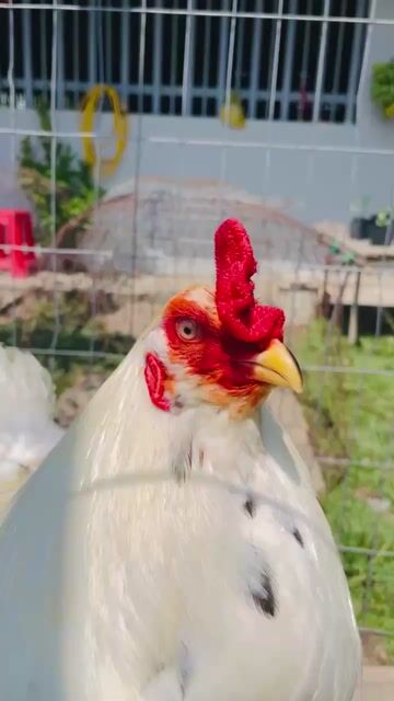 Bướm râu 2kg8. Mua bán Gà tại Thành phố Sóc Trăng Sóc Trăng được đăng bởi Thanh soc trang hình 1