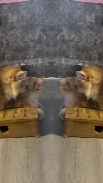 Q3 - Chuyên phối Lùn , có clip mới thu Tiền phối. Mua bán Mèo tại Quận 3 Tp Hồ Chí Minh được đăng bởi Kim Phương hình 1