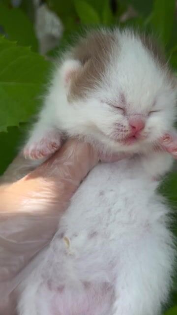 NHẬN GẠCH GIRL VAN CINAMON. Mua bán Mèo tại Huyện Bình Chánh Tp Hồ Chí Minh được đăng bởi Nhà Mèo Amaris hình 1
