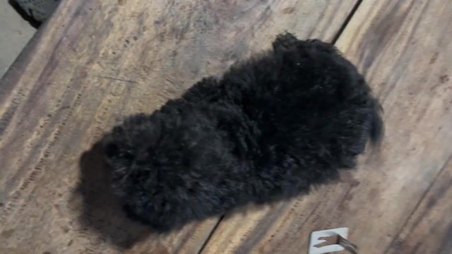 Chó đen. Mua bán Chó tại Huyện Kế Sách Sóc Trăng được đăng bởi Minh Duy hình 1