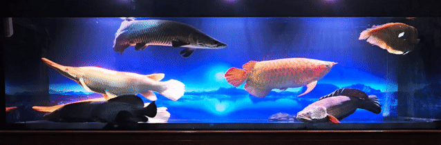 Cặp Cá Sấu Mỏ Vịt Albino Short 90cm Albino. Mua bán Thú cưng khác tại Quận 11 Tp Hồ Chí Minh được đăng bởi Chí Toàn hình 1