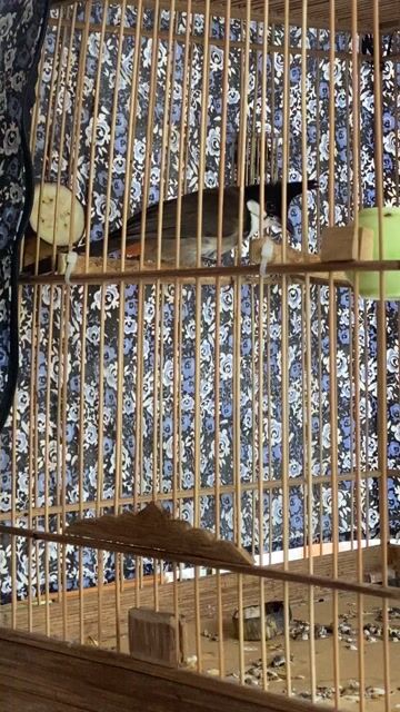 Chim chào mào đực. Mua bán Chim tại Quận Bắc Từ Liêm Hà Nội được đăng bởi Xuân Lộc hình 1