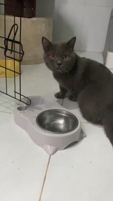 bé đực chân lùn mập