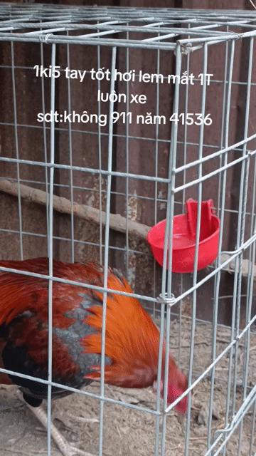 Dịch vụ Đổ mái. Dịch vụ tại Huyện Gò Dầu Tây Ninh được đăng bởi Tấn đạt Nguyễn hình 1