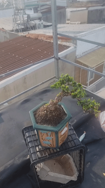 Cây cảnh Sam Hoa dáng đổ bay siêu già. Mua bán Cây cảnh, đồ trang trí tại Huyện Hóc Môn Tp Hồ Chí Minh được đăng bởi Lại Hai hình 1
