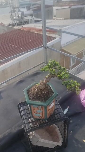 Cây cảnh Sam Hoa dáng đổ bay siêu già. Mua bán Cây cảnh, đồ trang trí tại Huyện Hóc Môn Tp Hồ Chí Minh được đăng bởi Lại Hai hình 1