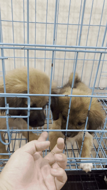 Chó Bắc Kinh lai Nhật cặp đực cái. Mua bán Chó tại Quận Hoàng Mai Hà Nội được đăng bởi Ái Linh hình 1