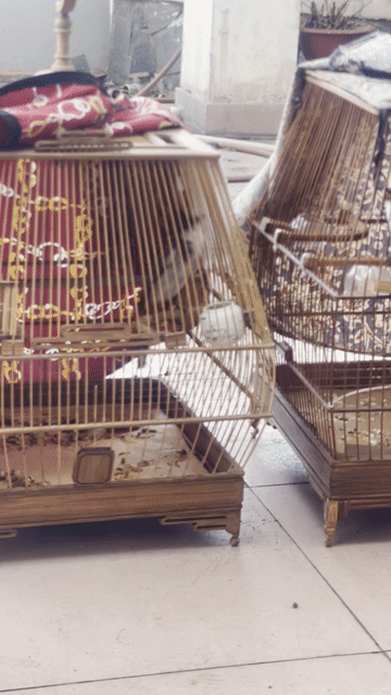 Chim chào mào 2 mùa giọng hay. Mua bán Chim tại Thành phố Thủ Đức Tp Hồ Chí Minh được đăng bởi hà văn đoàn hình 1