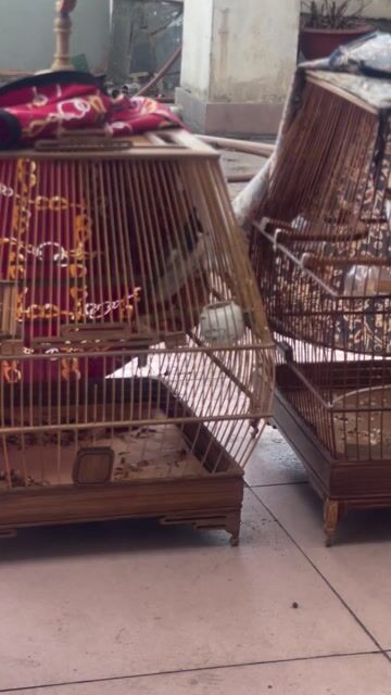 Chim chào mào 2 mùa giọng hay. Mua bán Chim tại Thành phố Thủ Đức Tp Hồ Chí Minh được đăng bởi hà văn đoàn hình 1