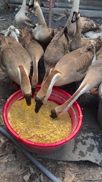 Ngỗng Sư Tử. Mua bán Thú cưng khác tại Quận 12 Tp Hồ Chí Minh được đăng bởi HoanGNam ViFoods hình 1