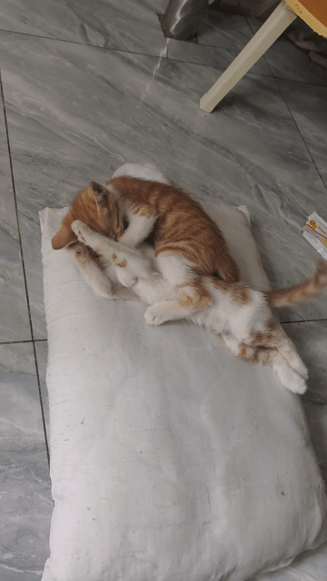 Mèo Vàng trắng Không rõ. Mua bán Mèo tại Huyện Bình Chánh Tp Hồ Chí Minh được đăng bởi Khang Mai hình 1