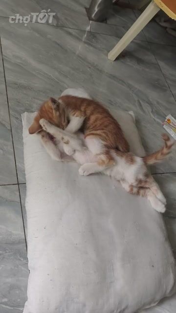 Mèo Vàng trắng Không rõ. Mua bán Mèo tại Huyện Bình Chánh Tp Hồ Chí Minh được đăng bởi Khang Mai hình 1
