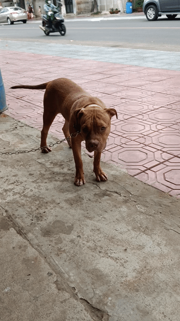 Chó Pitbull nâu. Mua bán Chó tại Thành phố Dĩ An Bình Dương được đăng bởi lê Hùng  hình 1