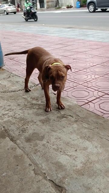 Chó Pitbull nâu. Mua bán Chó tại Thành phố Dĩ An Bình Dương được đăng bởi lê Hùng  hình 1