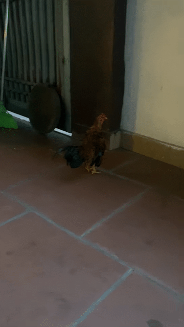 Gà tre trống 8 tháng Nâu đen làm cảnh. Mua bán Gà tại Thị xã Từ Sơn Bắc Ninh được đăng bởi cường nguyễn hình 1