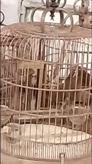 Chim vàng siêng hót, chơi cánh cao khỏe mạnh. Mua bán Chim tại Quận 12 Tp Hồ Chí Minh được đăng bởi 3 Long hình 1