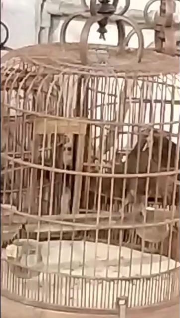 Chim vàng siêng hót, chơi cánh cao khỏe mạnh. Mua bán Chim tại Quận 12 Tp Hồ Chí Minh được đăng bởi 3 Long hình 1