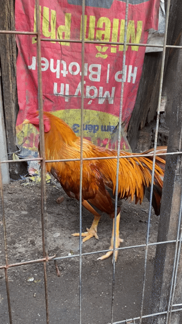 Gà chọi Khét Việt lai 3.2kg. Mua bán Gà tại Quận 12 Tp Hồ Chí Minh được đăng bởi Thanh Trung hình 1