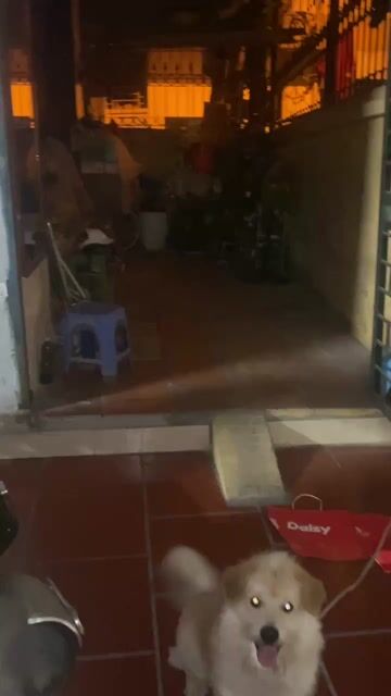 Chó Lai xù đực. Mua bán Chó tại Quận Ba Đình Hà Nội được đăng bởi Nguyễn Trần Nam hình 1