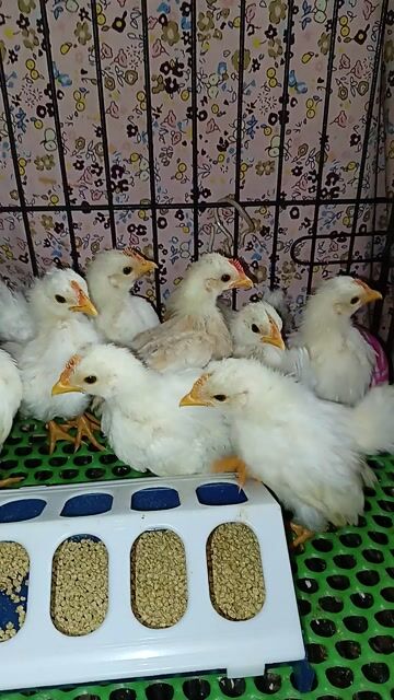 Gà Thái chuối tuyết 1 tháng rưỡi. Mua bán Gà tại Thị xã Tân Uyên Bình Dương được đăng bởi PET LOVE hình 1