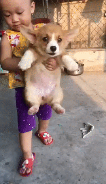 sen ơi ! Rước em Corgi đi ạ. Hứa sẽ ngoan^^. Mua bán Chó tại Quận Đống Đa Hà Nội được đăng bởi Tùng Lâm corgi hình 1