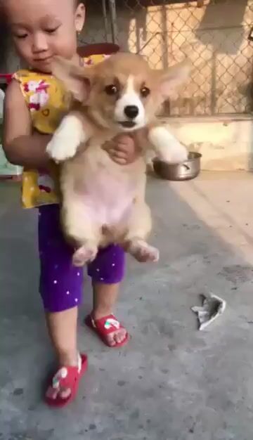 sen ơi ! Rước em Corgi đi ạ. Hứa sẽ ngoan^^. Mua bán Chó tại Quận Đống Đa Hà Nội được đăng bởi Tùng Lâm corgi hình 1