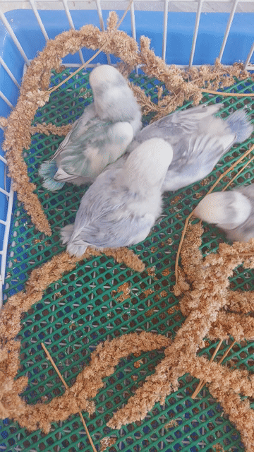 Vẹt Lovebird non đút bột màu đẹp. Mua bán Chim tại Quận 12 Tp Hồ Chí Minh được đăng bởi Nguyễn Thị Diễm Hương hình 1