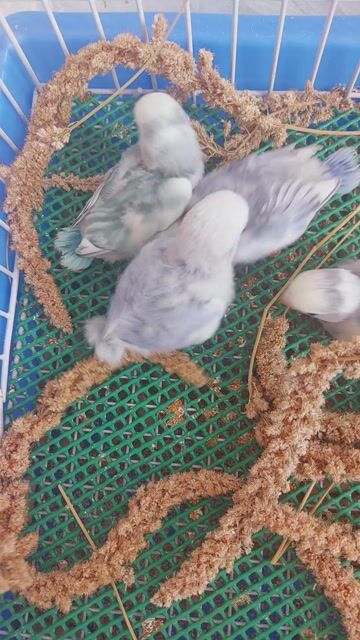 Vẹt Lovebird non đút bột màu đẹp. Mua bán Chim tại Quận 12 Tp Hồ Chí Minh được đăng bởi Nguyễn Thị Diễm Hương hình 1