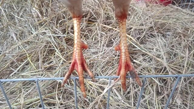 úa 1kg2. Mua bán Gà tại Huyện Cần Đước Long An được đăng bởi Anh khoa cần đước  hình 1