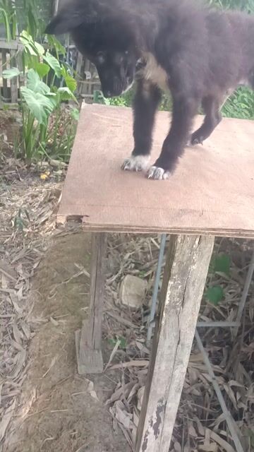 Chó xù đực đen 3kg. Mua bán Chó tại Huyện Mê Linh Hà Nội được đăng bởi Nguyễn duy hội  hình 1