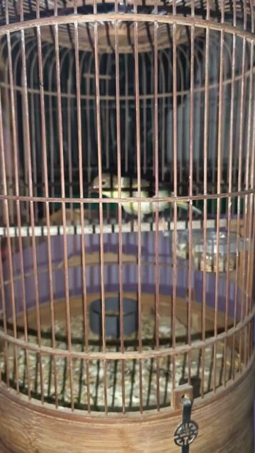 Chim yến mái 2 tháng. Mua bán Chim tại Quận 12 Tp Hồ Chí Minh được đăng bởi Chung hình 1