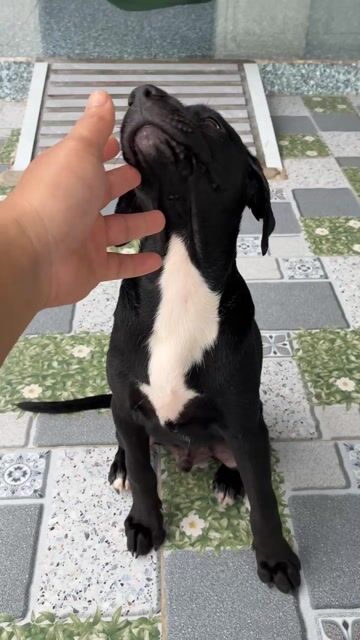 Chó Bitweiler 3 tháng Đen. Mua bán Chó tại Huyện Long Điền Bà Rịa - Vũng Tàu được đăng bởi Bùi văn cường hình 1