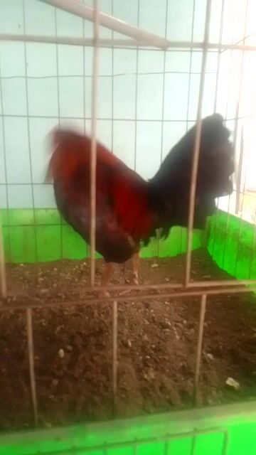 xả xui. Mua bán Gà tại Quận 3 Tp Hồ Chí Minh được đăng bởi Phạm Cúc hình 1