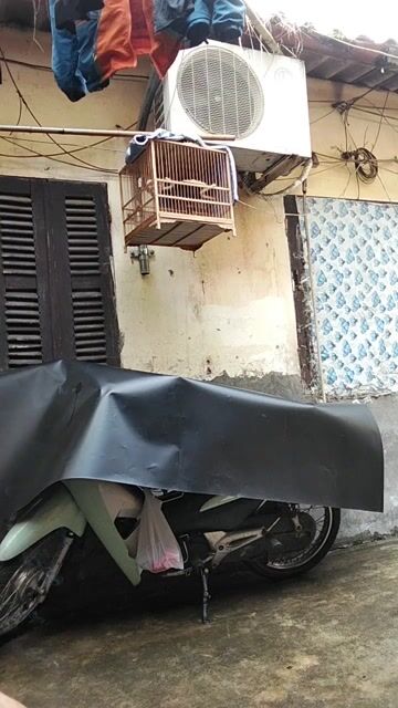 Chim cảnh Trắng đen Khỏe mạnh. Mua bán Chim tại Quận Tây Hồ Hà Nội được đăng bởi Giang Hoang hình 1