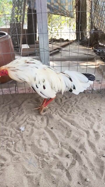 bướm 2kg8 lườn dài tay tốt thanh lý. Mua bán Gà tại Huyện Chợ Mới An Giang được đăng bởi Thắng gà đá long xuyên hình 1